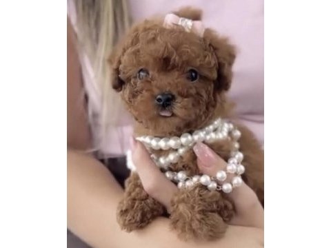 Toy poodle için ulaşın