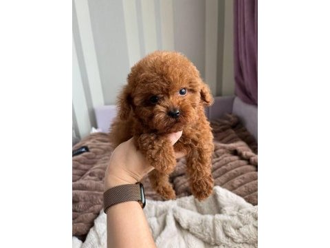 Toy poodle yavrularımız