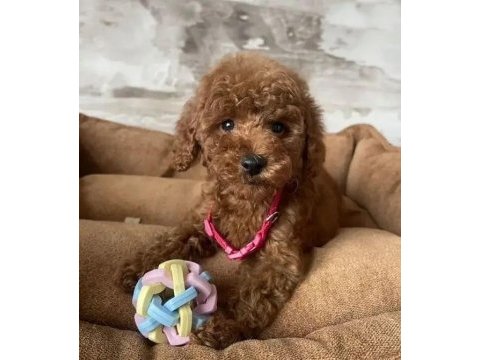 Irk ve sağlık garantili poodle köpekleri