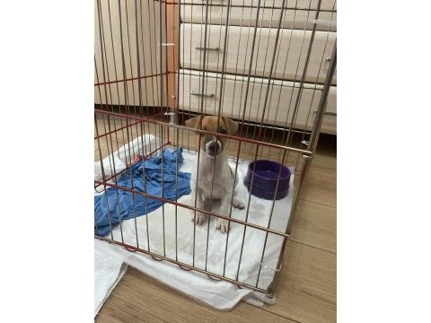 Jack russell 2,5 aylık