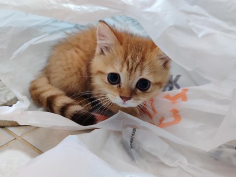 Yavru british shorthair kedimiz