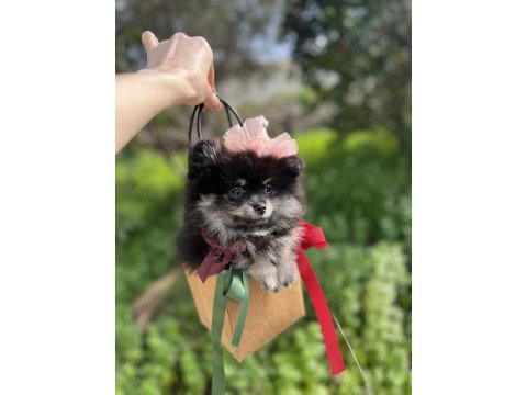Sevimli black tan pomeranian