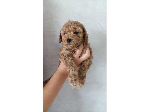 Toy poodle bebekler teslime hazır