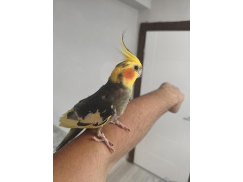 Acil sultan papağanımız