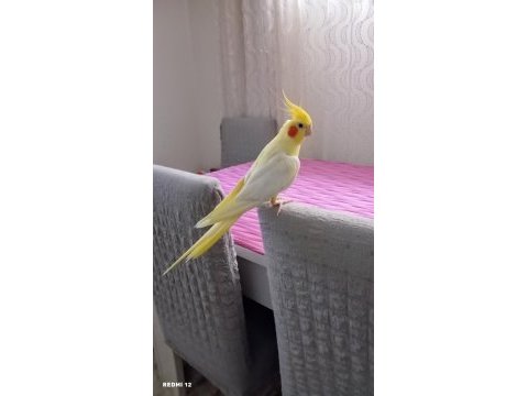 Yetişkin erkek ele alışık melodik sultan papağanı