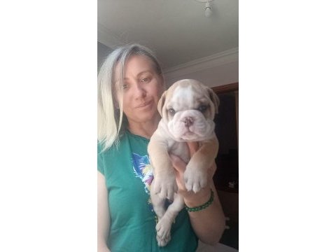 Sevimli yaramazlar ingiliz bulldog bebeklerimiz