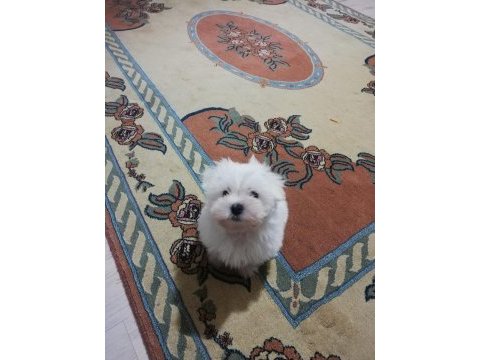 Sıfır boy maltese terrier