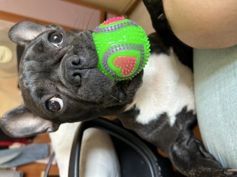 French bulldog