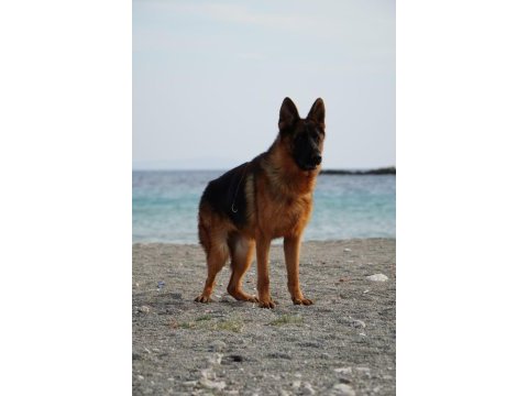 2 yaşında eğitimli a şecereli dişi alman kurdu