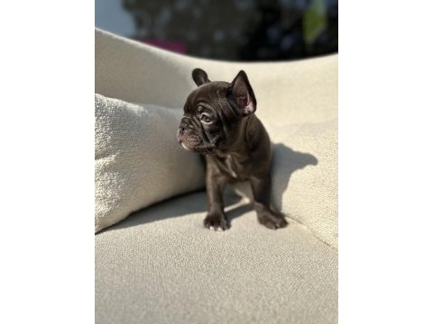 Kimler çikolata seviyor nadir renk olan choco french