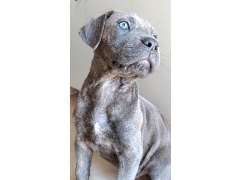 Safkan cane corso blue brindle erkek