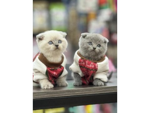 Safkan scottish fold yavrularım