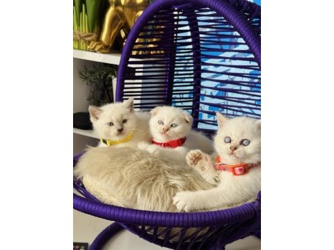 British shorthair bluepoint dişi erkek yavrular