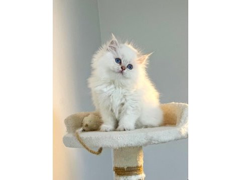 British longhair pamuk sekerler
