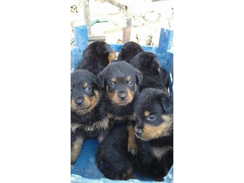 Rottweiler yavru kediler