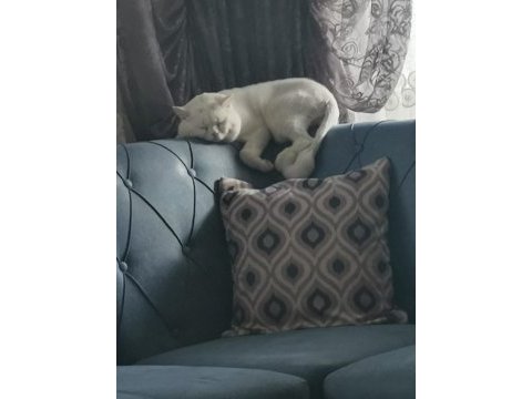 British shorthair kedim (kayıp)
