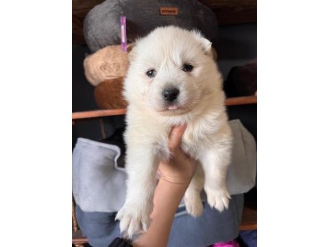 Mükemmel kalitede samoyed bebekler için acele edin
