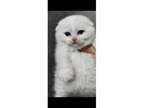 Şecereli babanın scottish fold bebeği