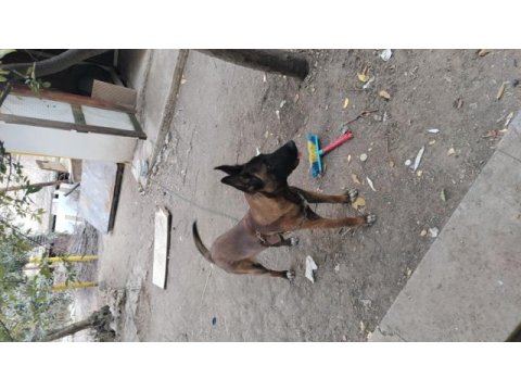 Sahibinden sahiplendirilecek köpekler