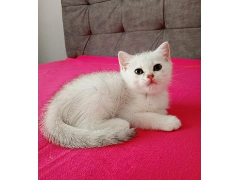 2 aylık erkek british shorthair yavrular