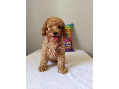 Safkan poodle yavrularımız yeni yuvalarını bekliyor…