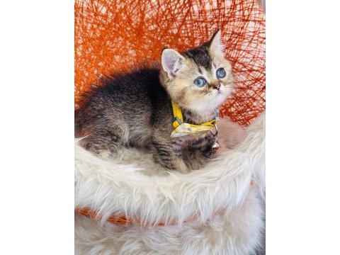 British shorthair black golden yavru