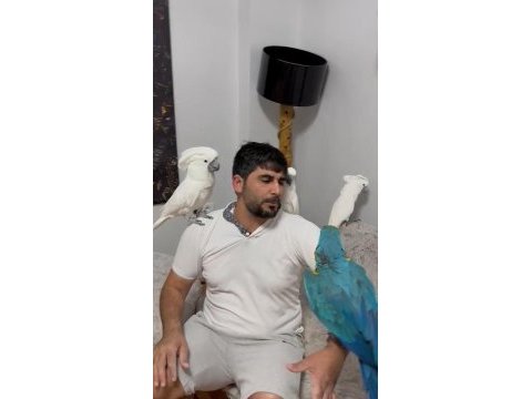 Kakadu isteyen varsa buyursun kapımız açıktır
