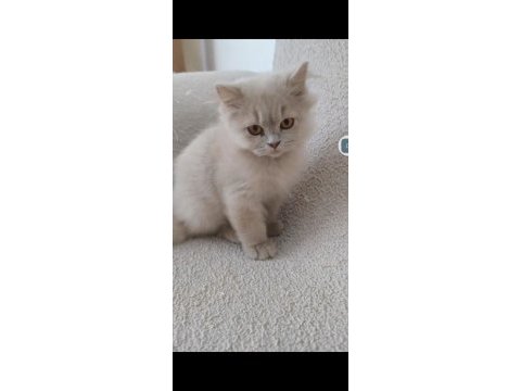 British longhair fawn