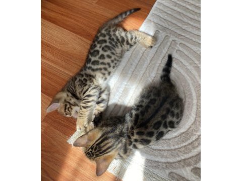 Seçkin kan hatlarından bengal yavruları
