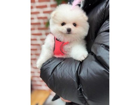 Üst düzey efsane pomeranian boo
