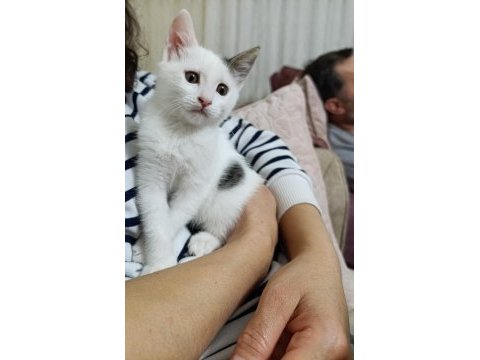 Prenses kedimizin şansı dönsün