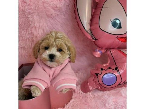 Irk garantili f2 maltipoo yavruları