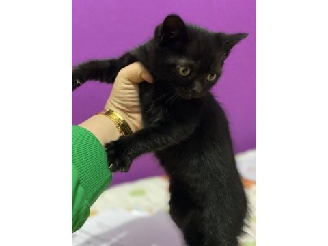 Siyah inci british shorthair