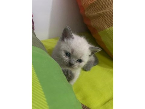 Blue point british shorthair