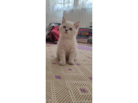 Dişi british shorthair blue point ve silver tabby