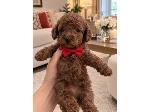 Poodle küçük kurabiyeler