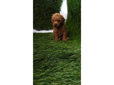Toy poodle