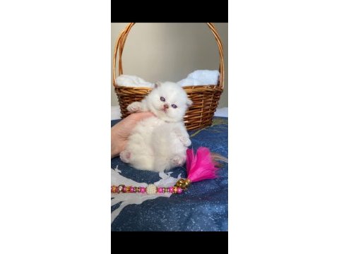 British longhair dişi kedim