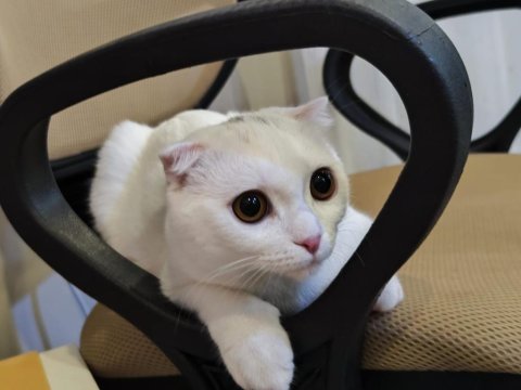 Bembeyaz scottish fold kırık kulak pamuk kedicik