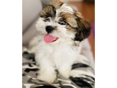 Shih tzu yavrular