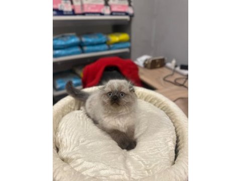 Scottish fold longhair