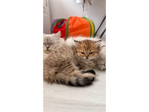 Black gold british longhair yavrular
