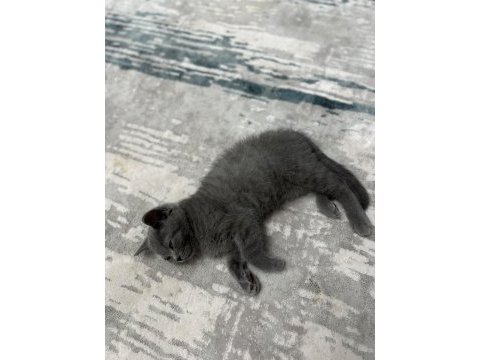 3 aylık erkek british shorthair