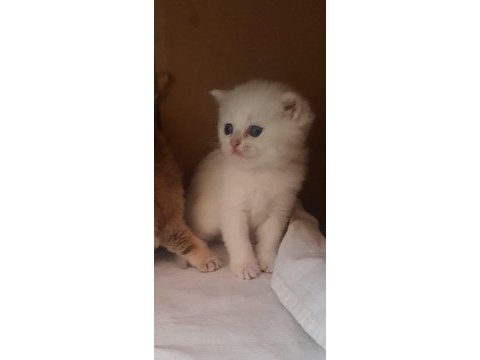 1 aylık pamuk british shorthair