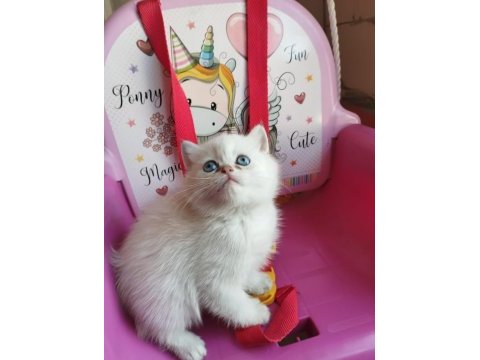 Teslime hazır british longhair