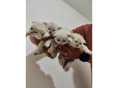 25 günlük 3 adet scottish fold ve anneleri