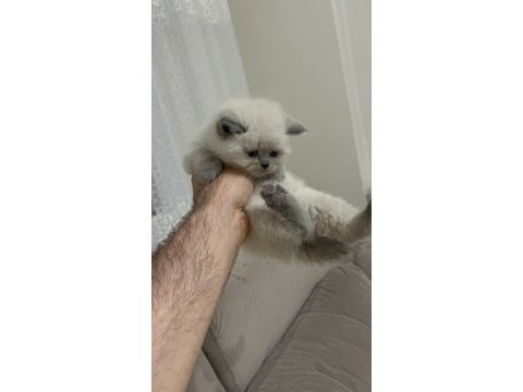 British shorthair blue point