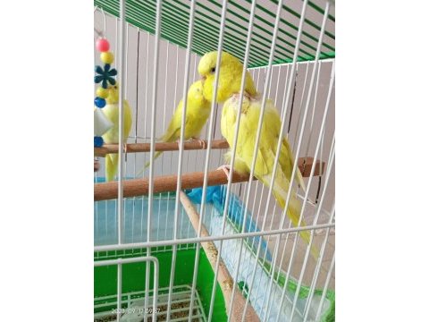 İki çift lutino albino sarı muhabbet kuşu