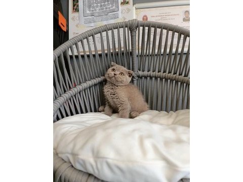 Scottish fold lilac