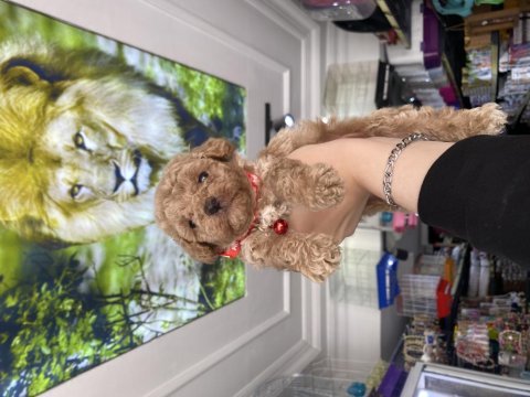 Güzel maltipoo bebekler